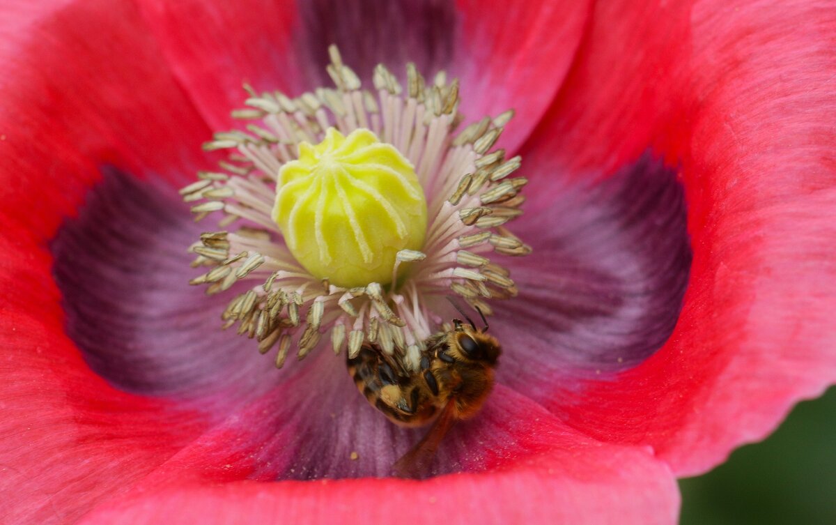 Мак и пчела - Юрий. Шмаков