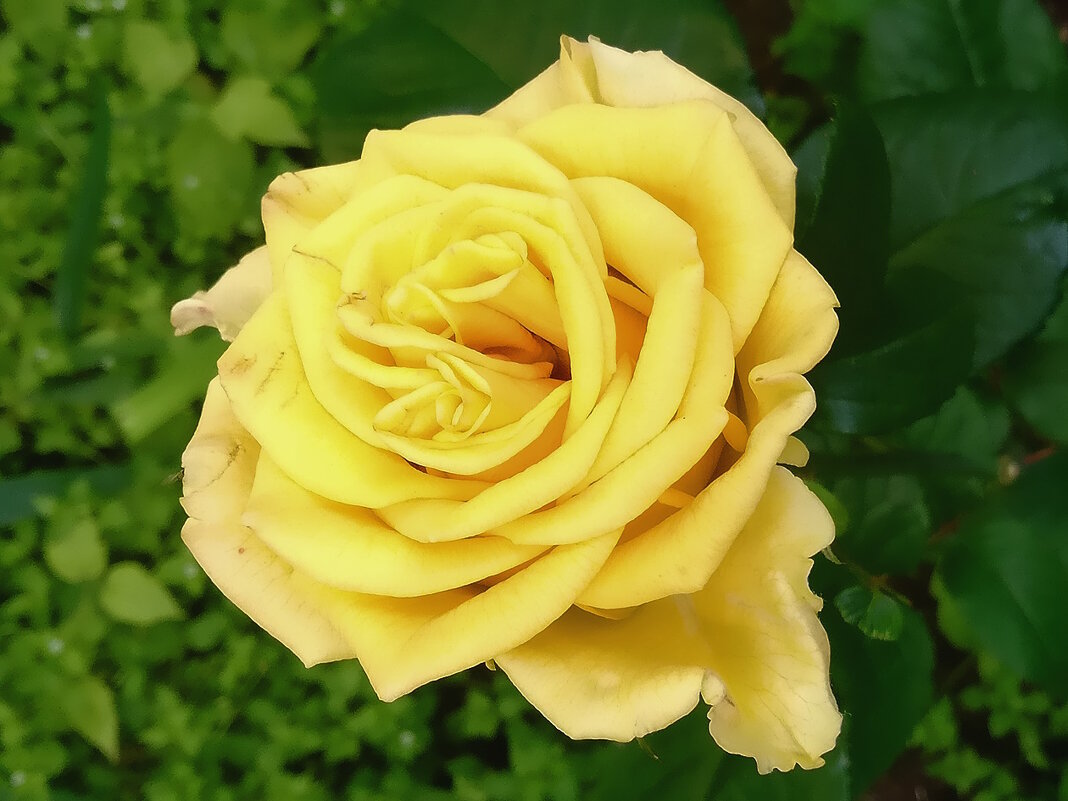 Жёлтые розы – солнышка лики - Ольга Довженко