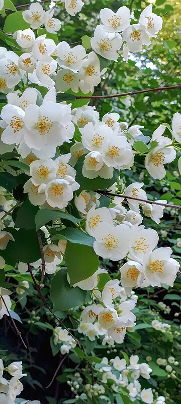 Серия. "Жасмин цветущий". - Лилия *
