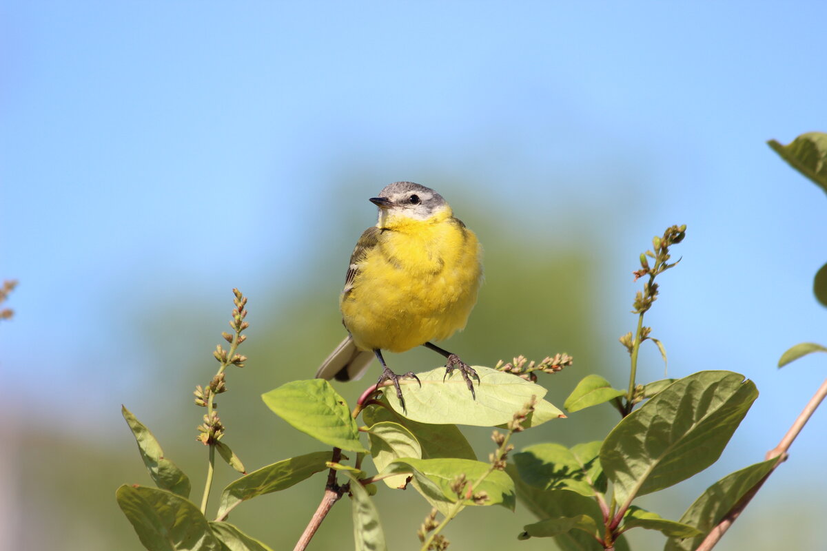 *** - Ольга Гомзина