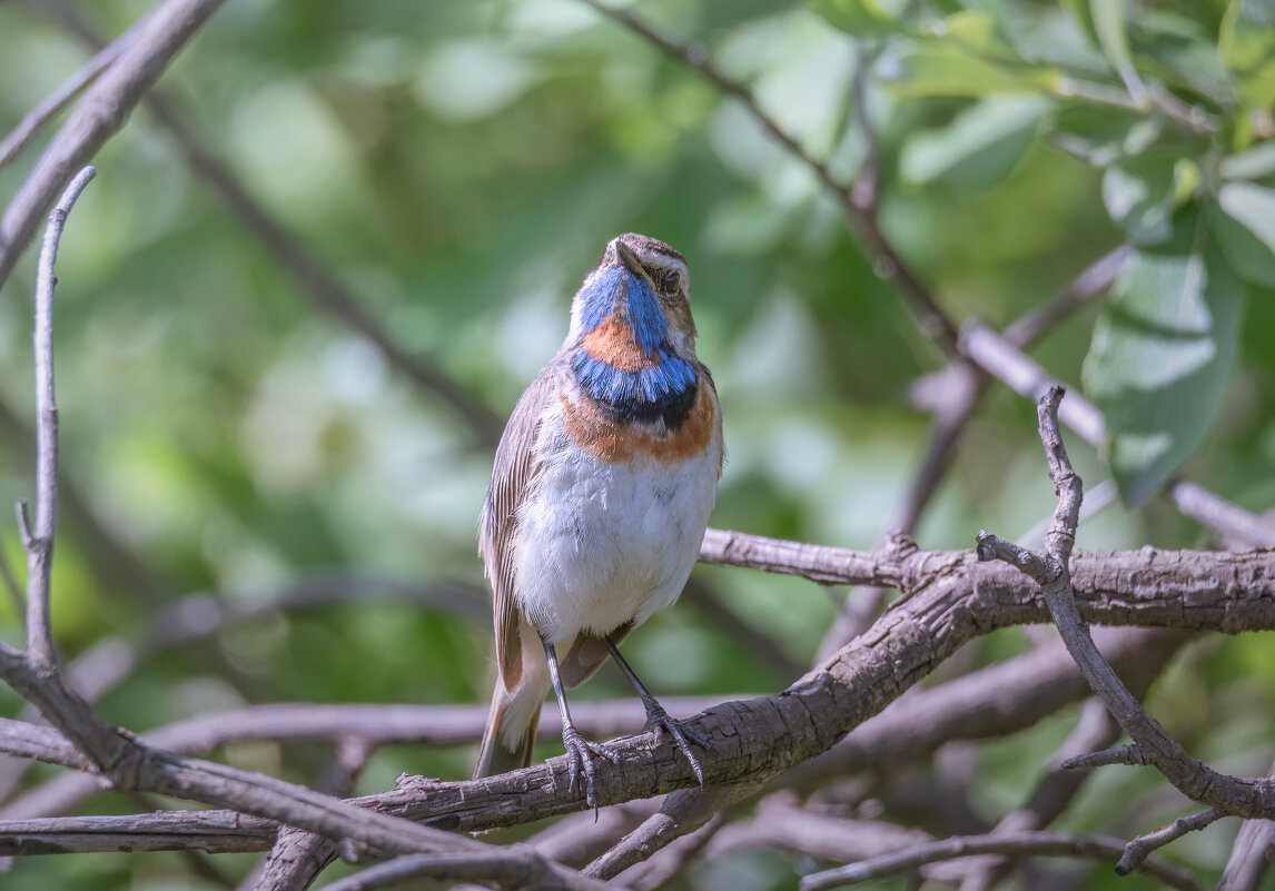 ВОСХИЩАЙТЕСЬ МНОЙ! - Володька Завитушкин