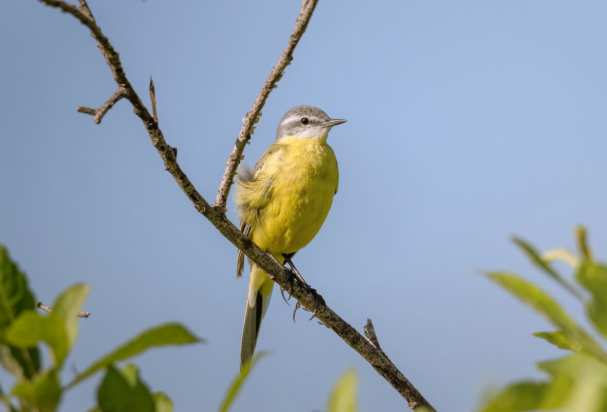 НА ТЁПЛОМ ВЕТЕРКЕ - Володька Завитушкин