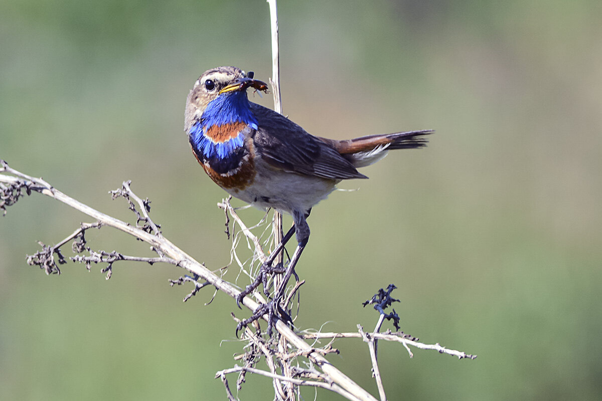 Варакушка - Геннадий Супрун