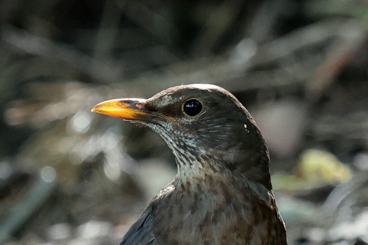 Солнечны клюв, небо вокруг... - Александр Кондаков