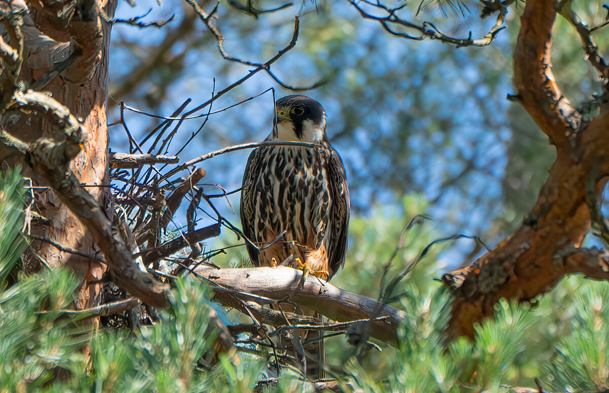 Чеглок - Viktor Makarov