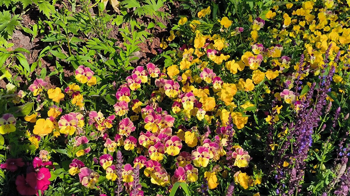 Все краски лета. - Ольга 