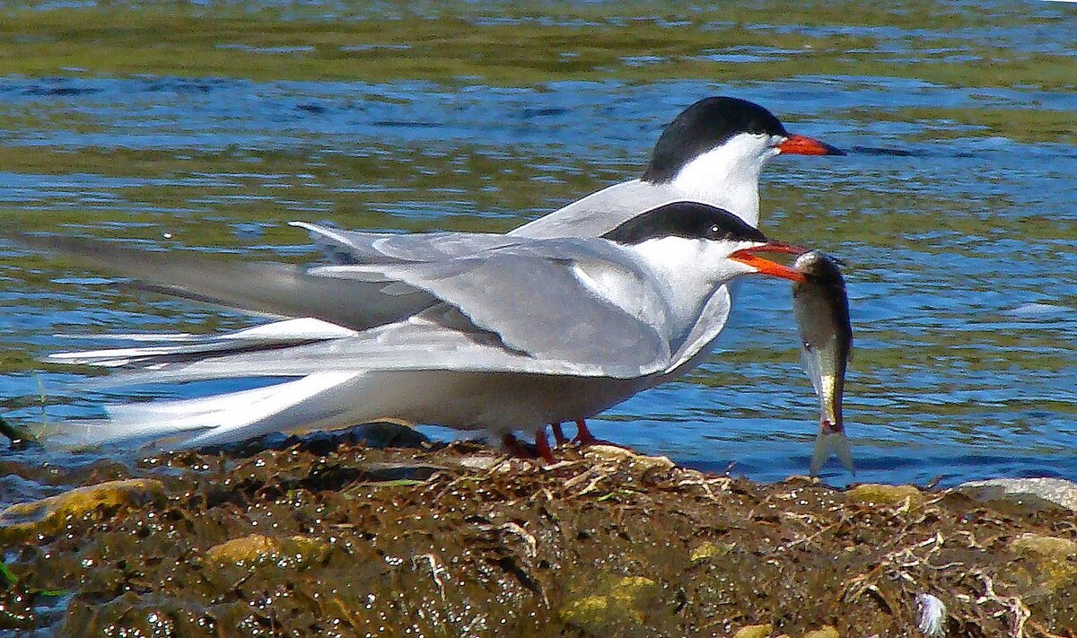 речные крачки - gawrilа - dan