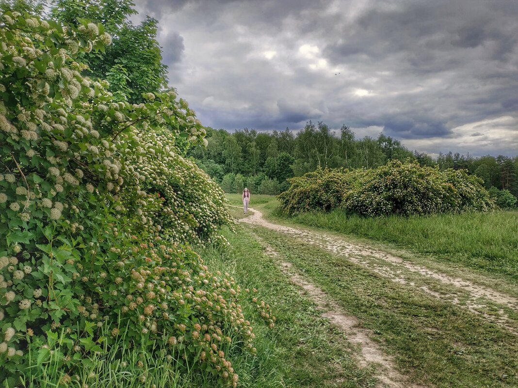дорога к лесу - Валентина. .