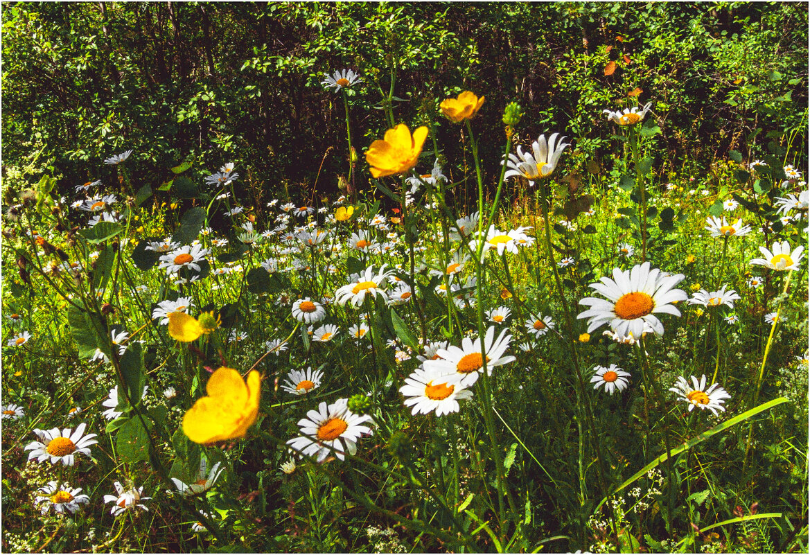 Картинка лета - Валентин Котляров