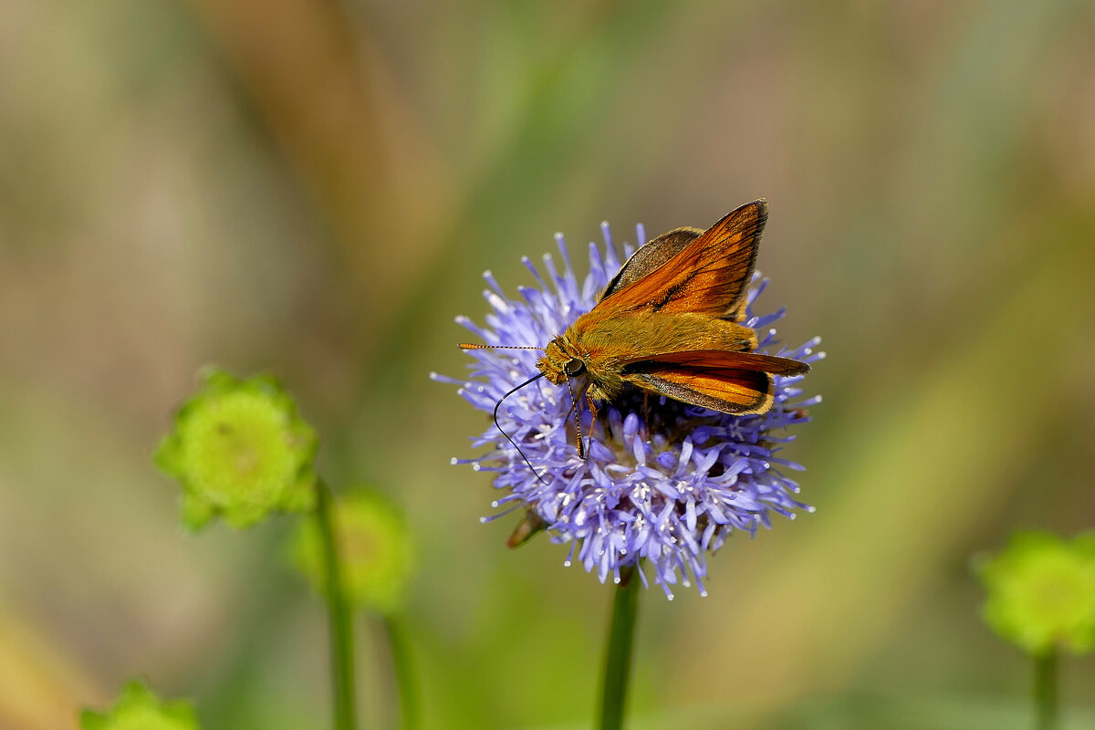 Из снятого вчера 4 - Александр Прокудин Из снятого вчера 4 - Александр Прокудин