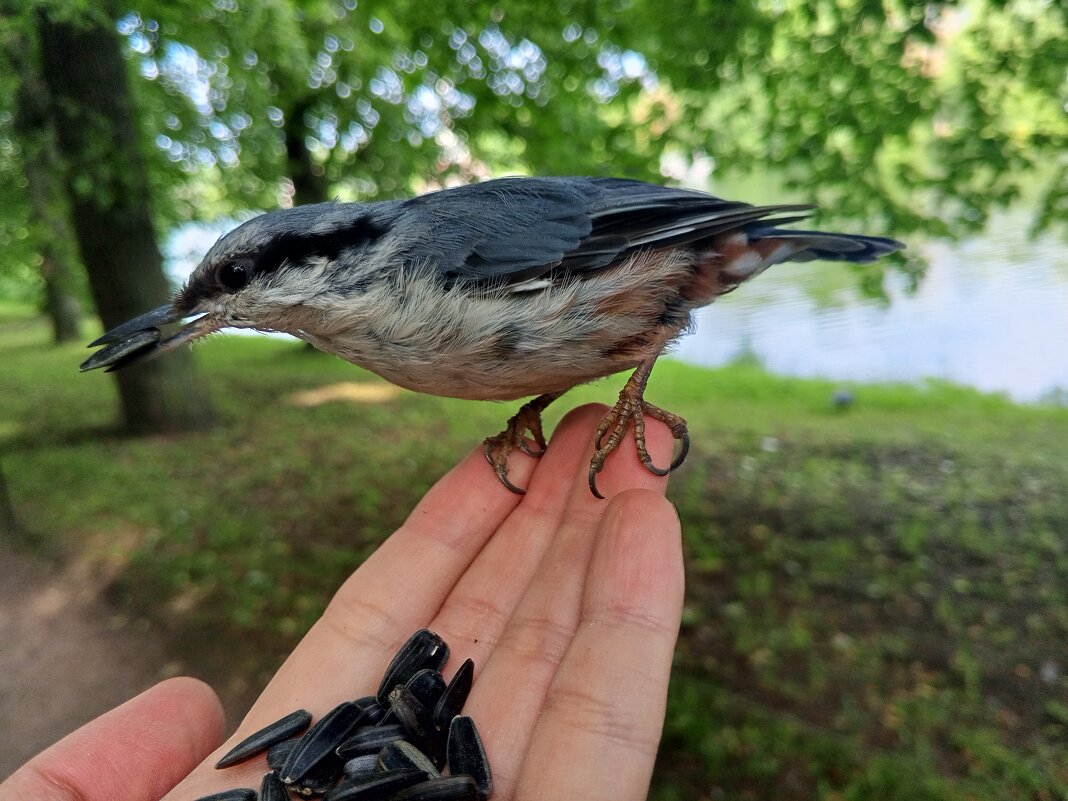 Поползень - Сапсан Поползень - Сапсан