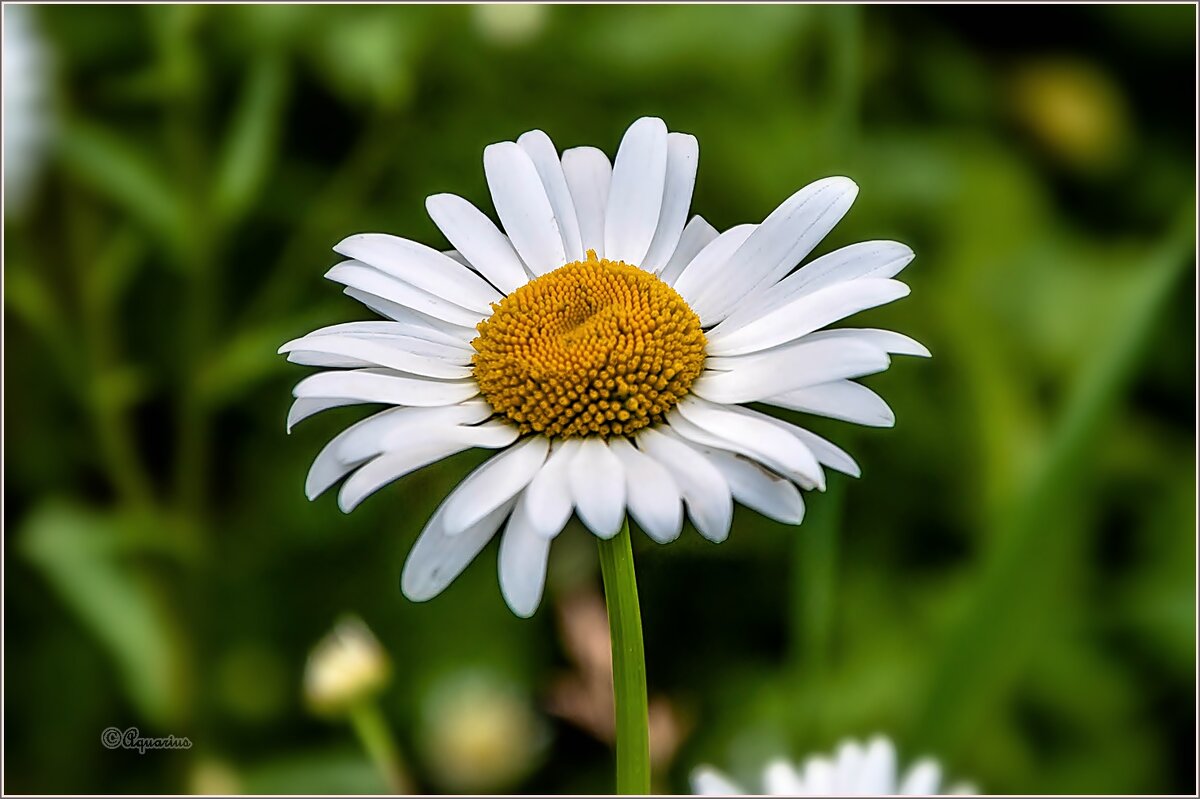 Про цветы - Aquarius - Сергей Про цветы - Aquarius - Сергей