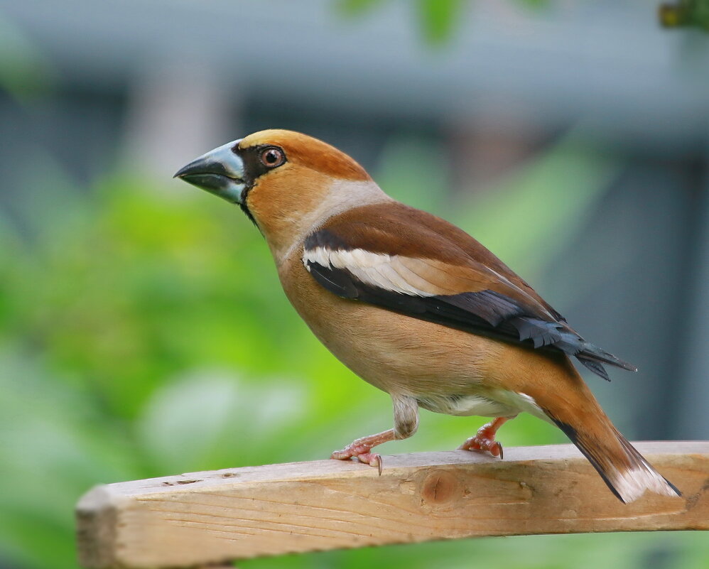 дубонос - Andrey Bragin дубонос - Andrey Bragin