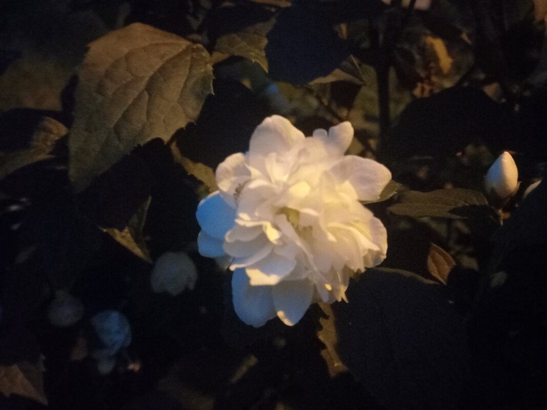 Чубушник - Сапсан 