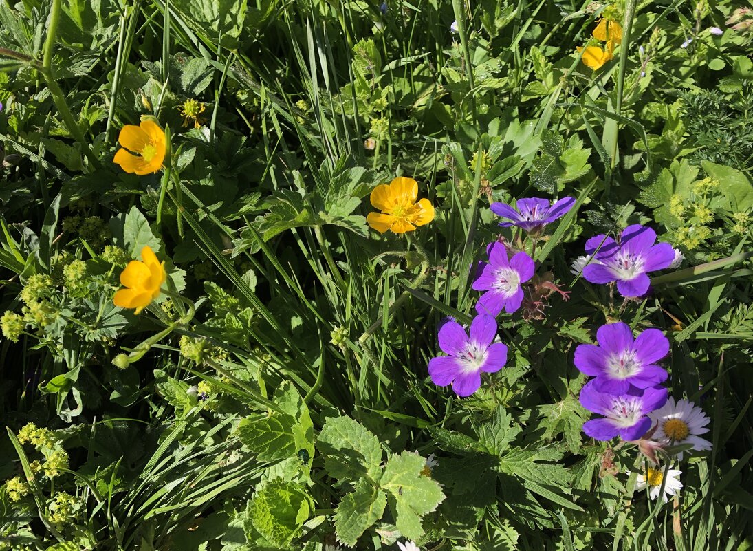 альпийские - Olga 