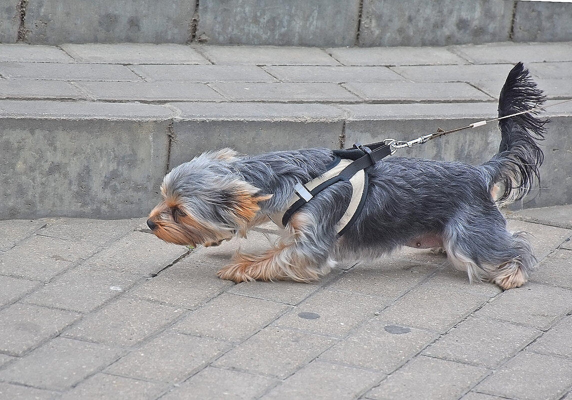 Отпустите! - Валентина  Нефёдова 