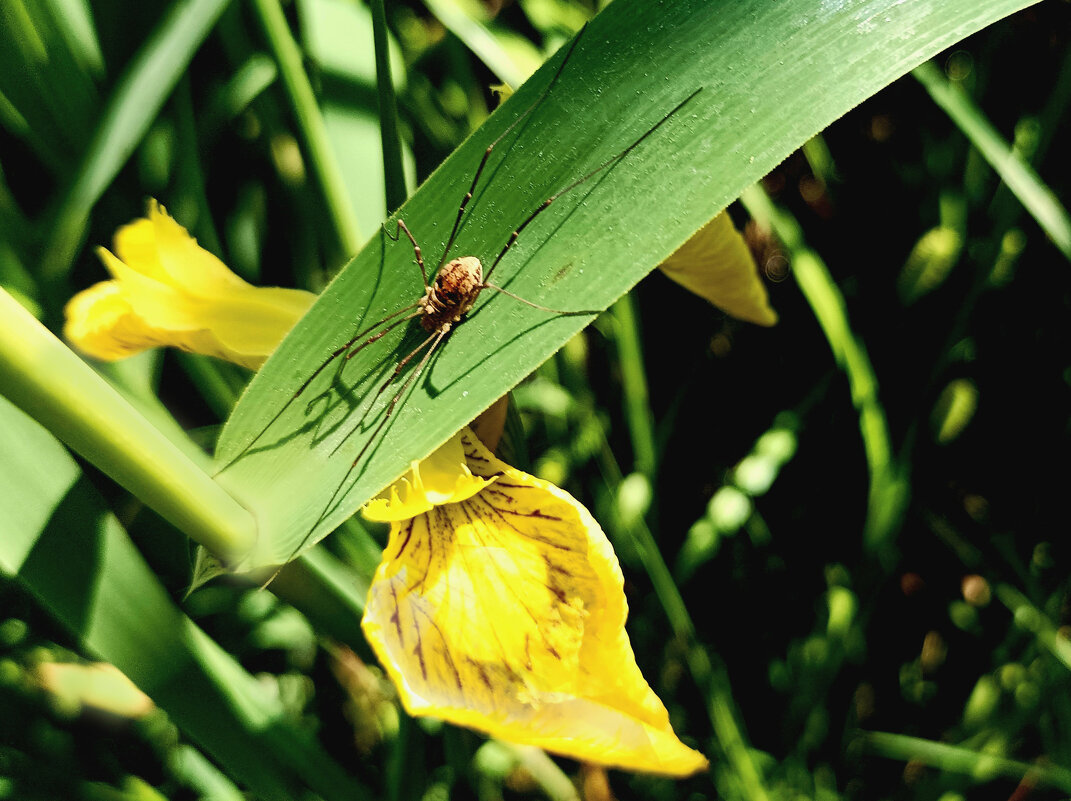 Сенокосец у пруда - Veera V