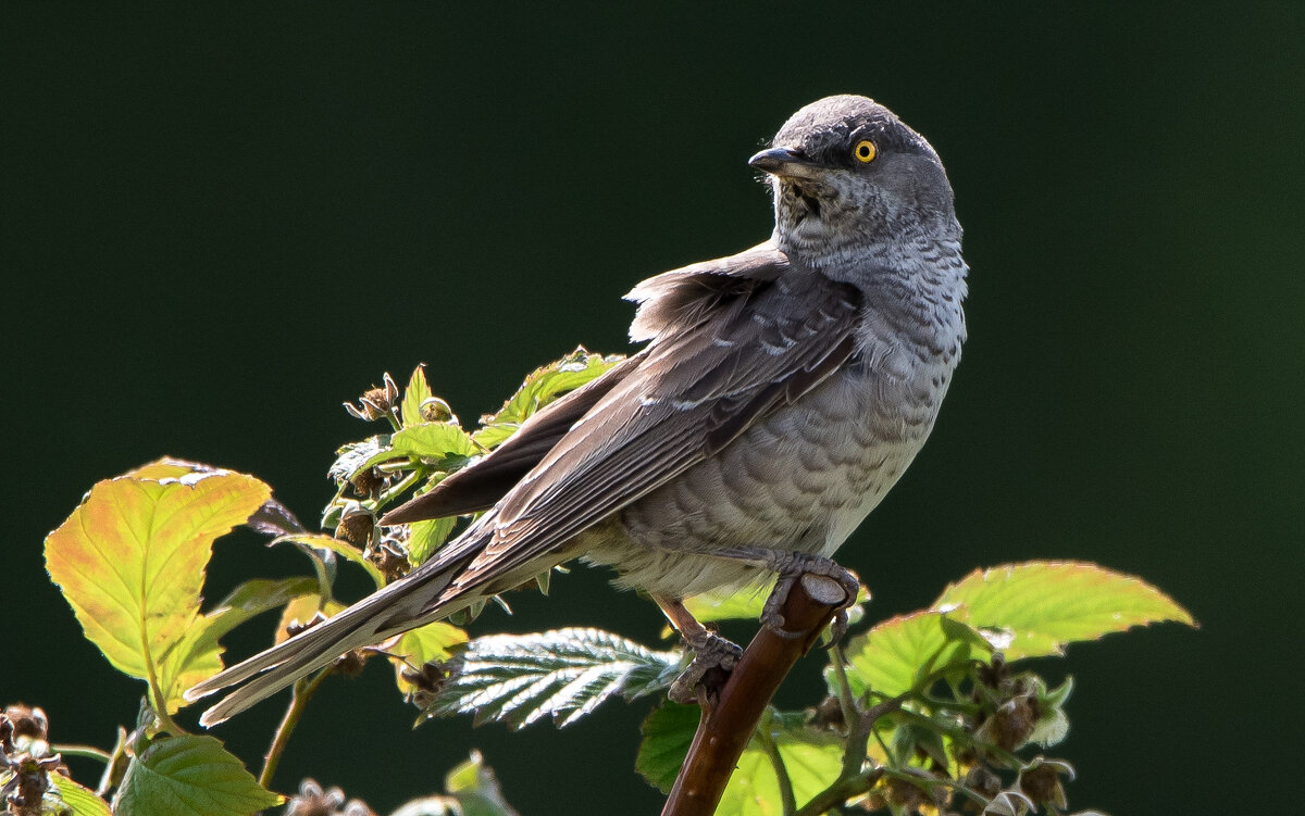 Ястребиная славка. - Владимир Безбородов