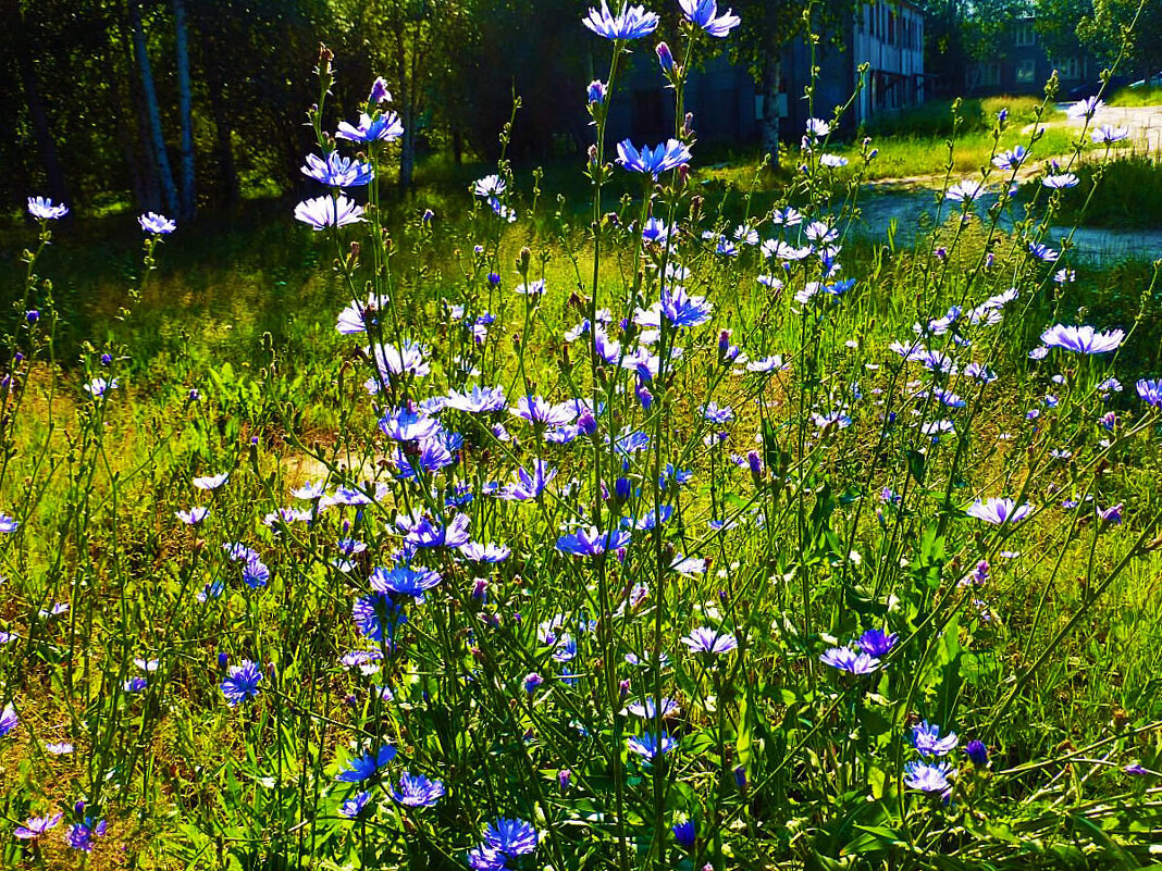Июль...Куст дикого цикория! - Владимир 