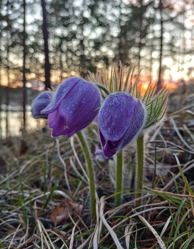 На закате... - Ирина *