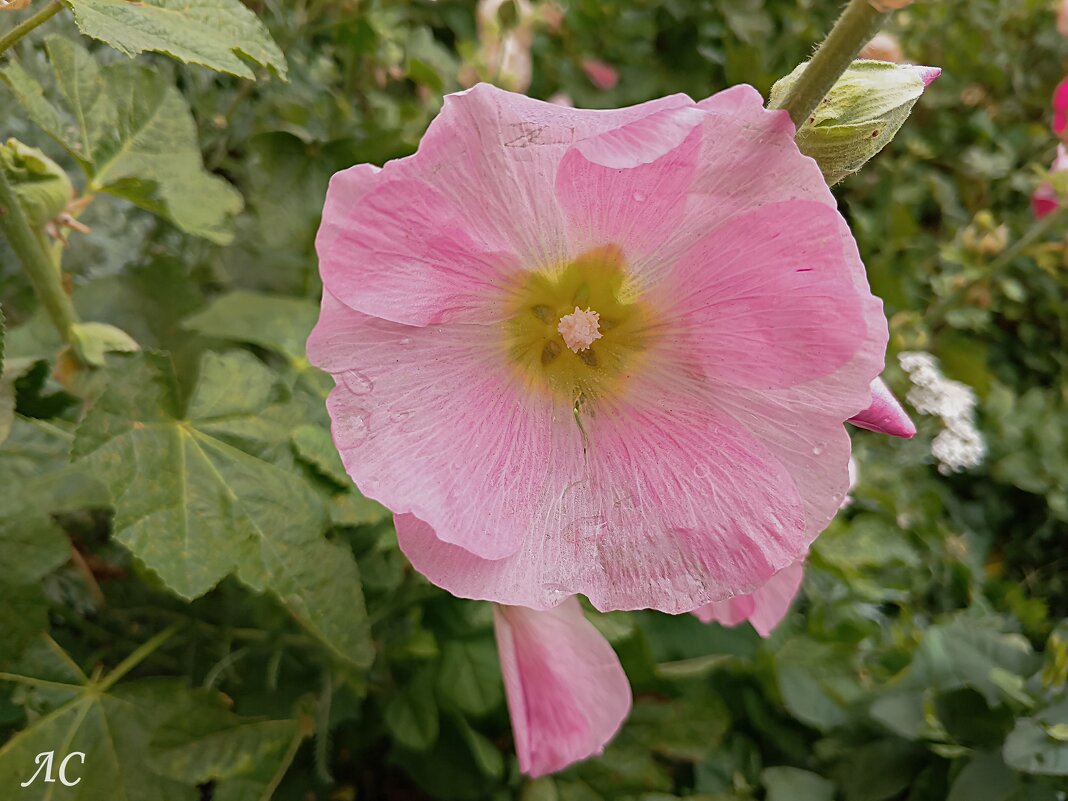 Нежность - Любовь Сахарова