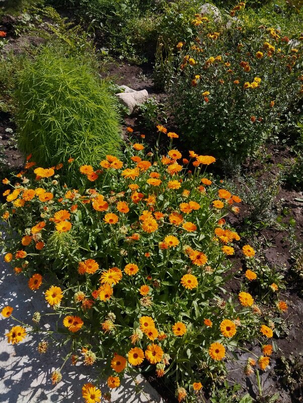 Ak Bulak. Talgar. - Murat Bukaev 