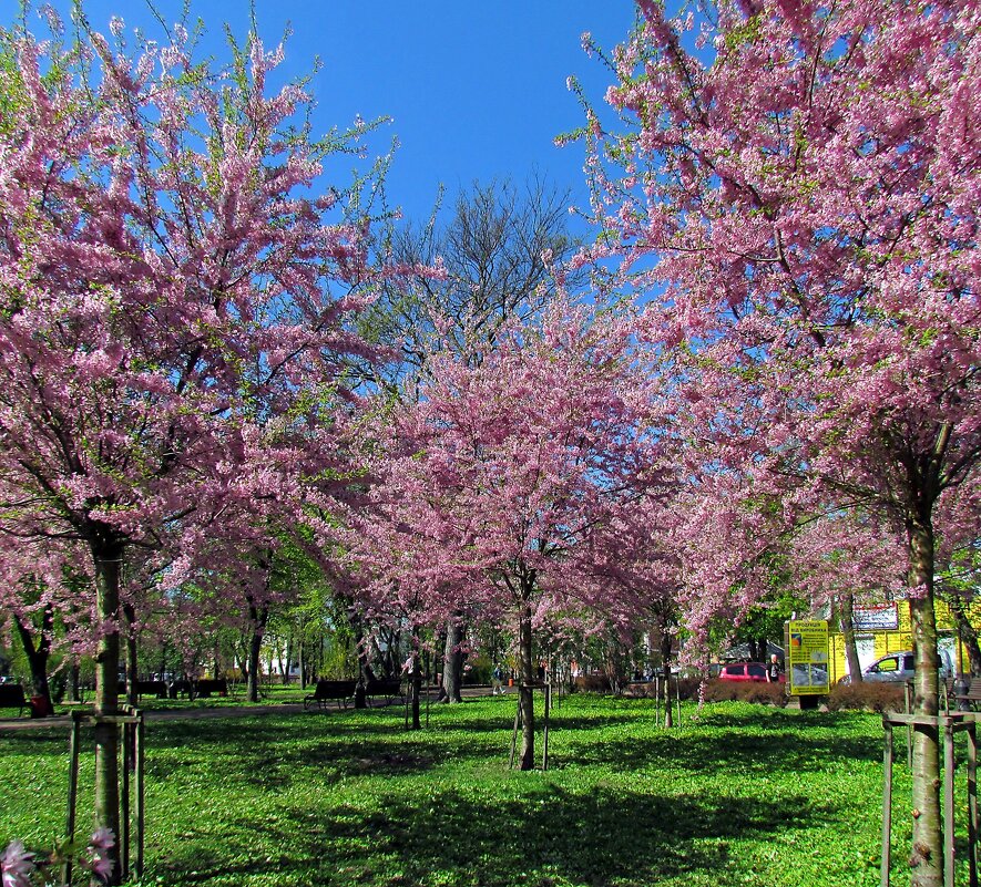 Весна - Роман Савоцкий