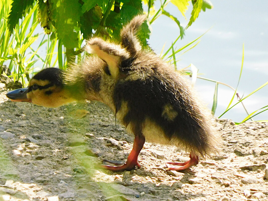 Утёнок - Лина 