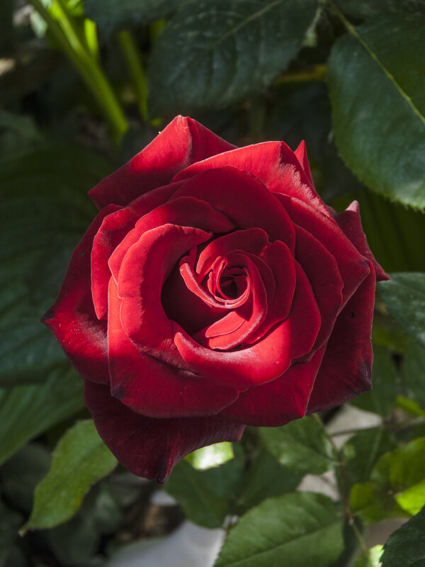 Бархатная роза - Валентин Семчишин