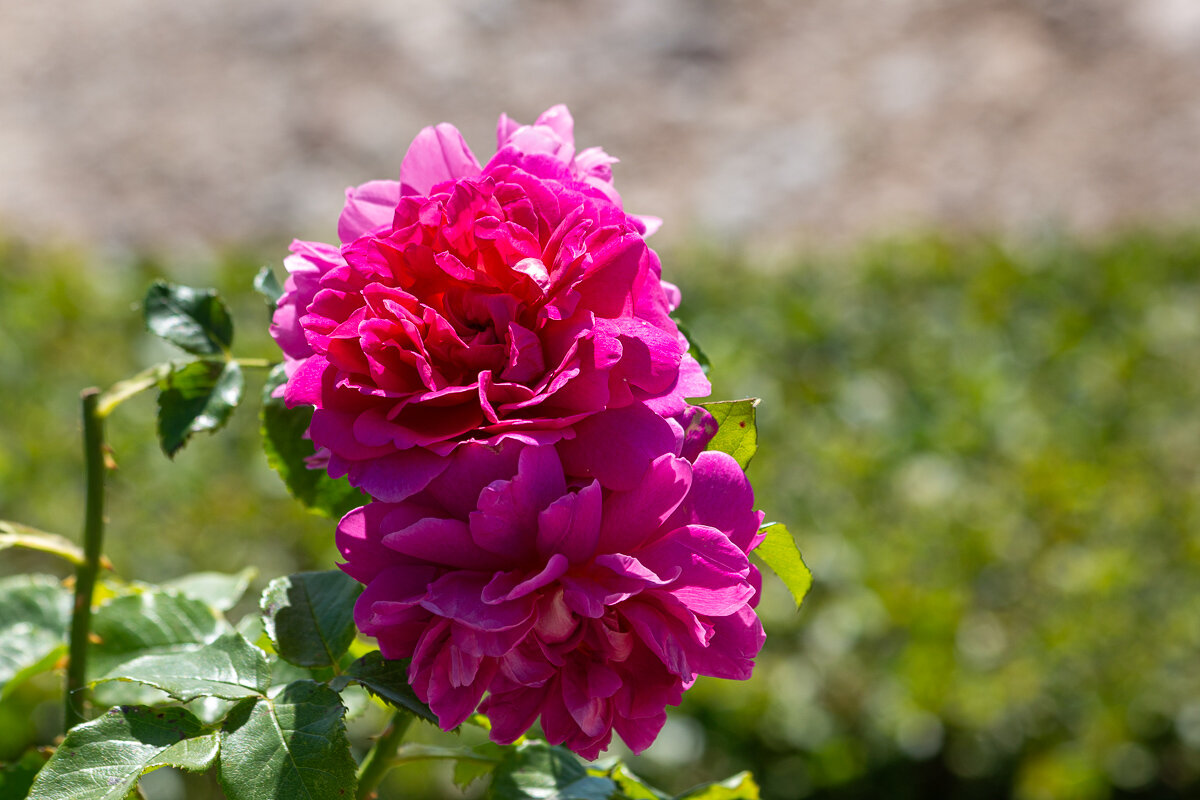 *** - Геннадий Порохов