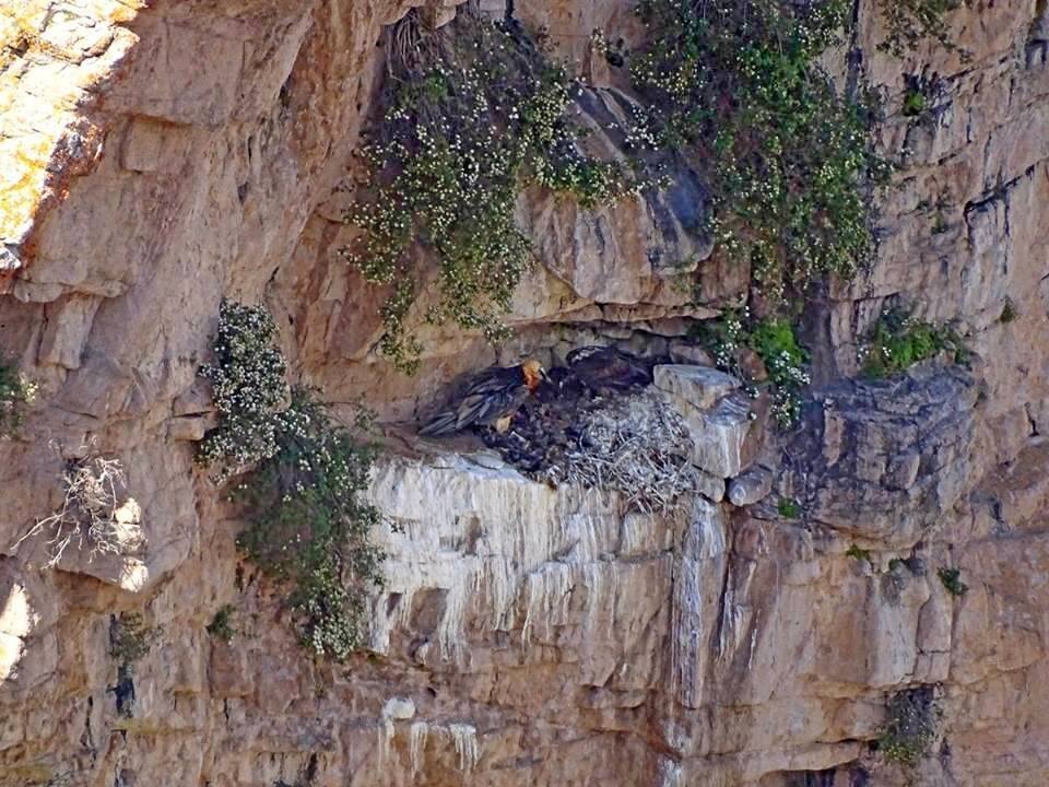 ПО ГОРАМ, большая птичка. - Виктор Осипчук