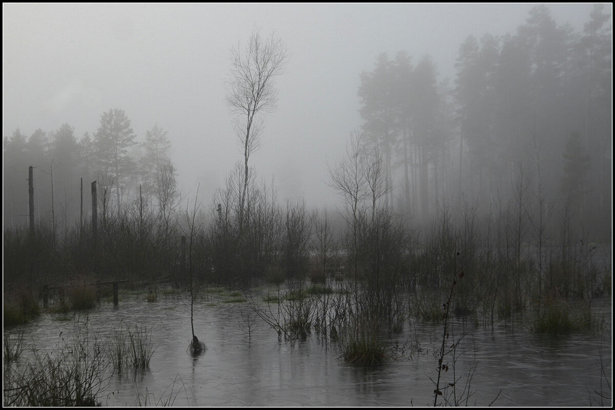 Туман на болоте.. - Aleksandr Gal