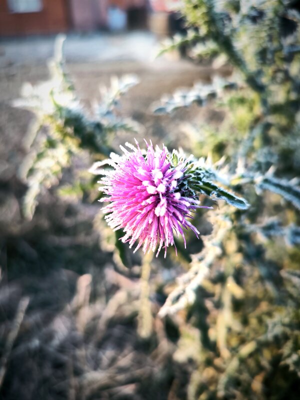 *** - Oksana Verkhoglyad