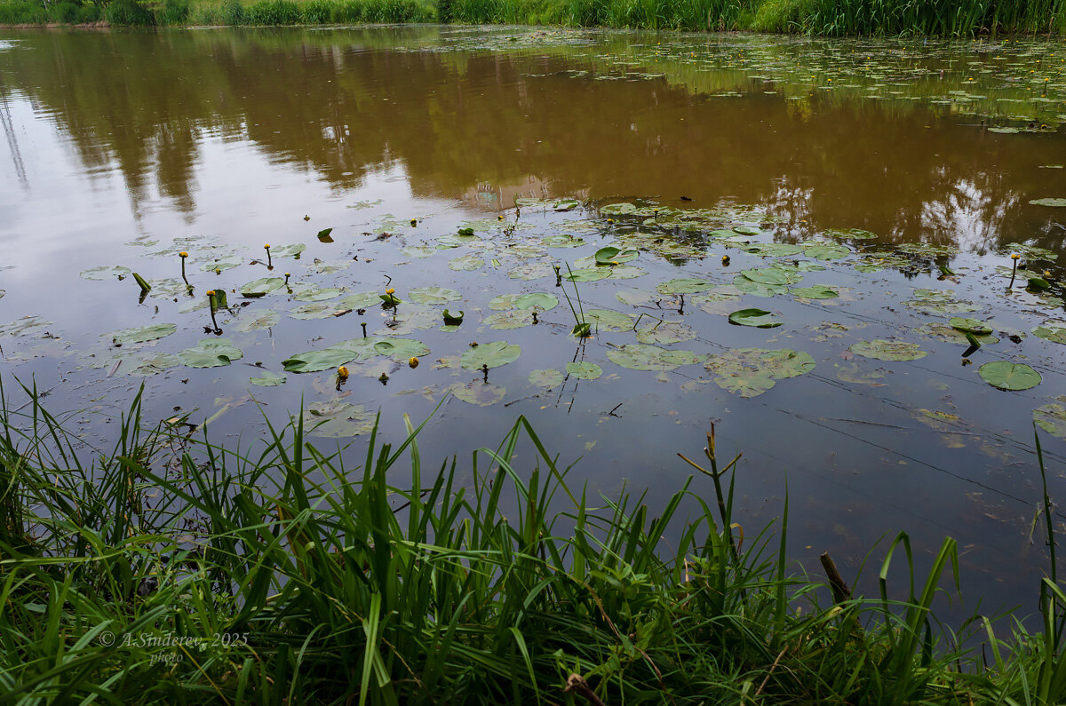 Кувшинки на речке - Александр Синдерёв