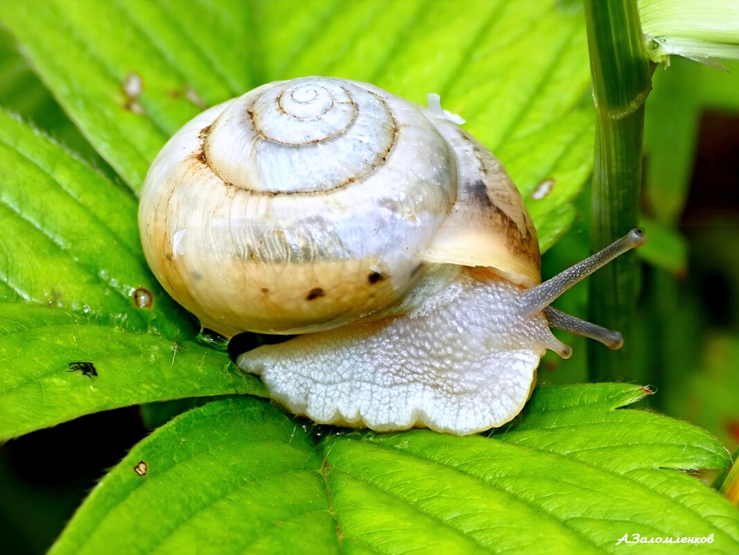 Немного о брюхоногих... :-) - Андрей Заломленков