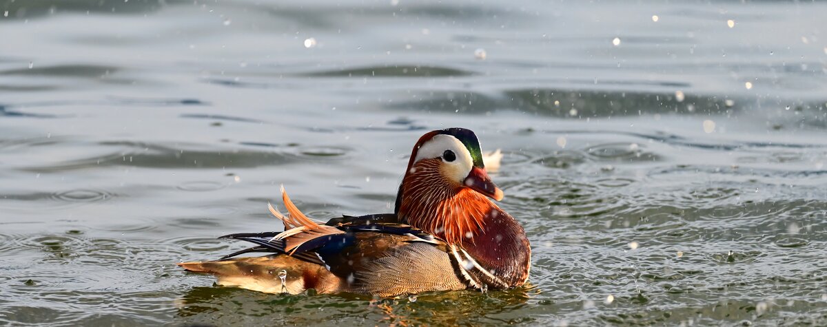 Мандаринка - Светлана 