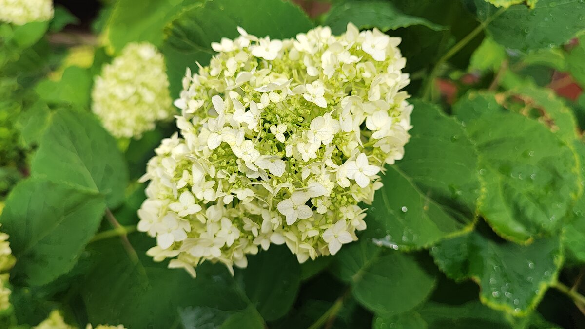 ,,, - Сергей Тимоновский