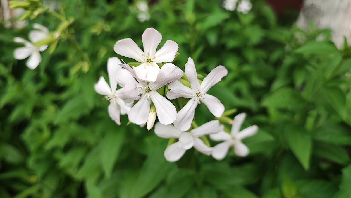 ,,, - Сергей Тимоновский