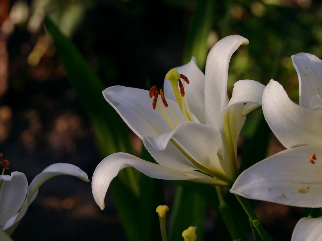 Белая лилия - Сергей Швечков