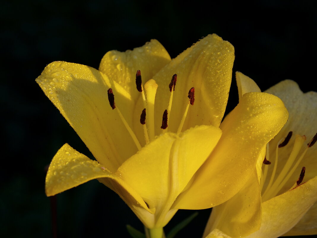 Желтая лилия - Сергей Швечков