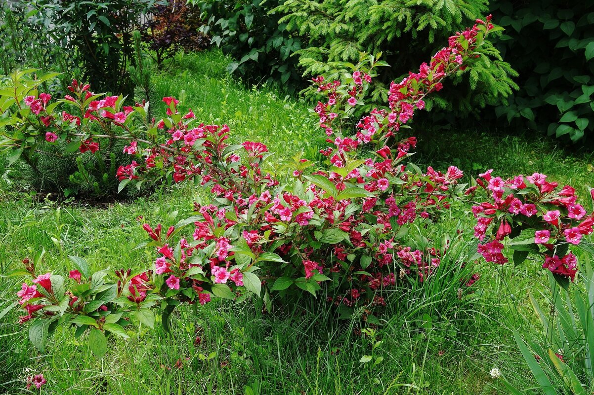 Вейгела - Рита Симонова