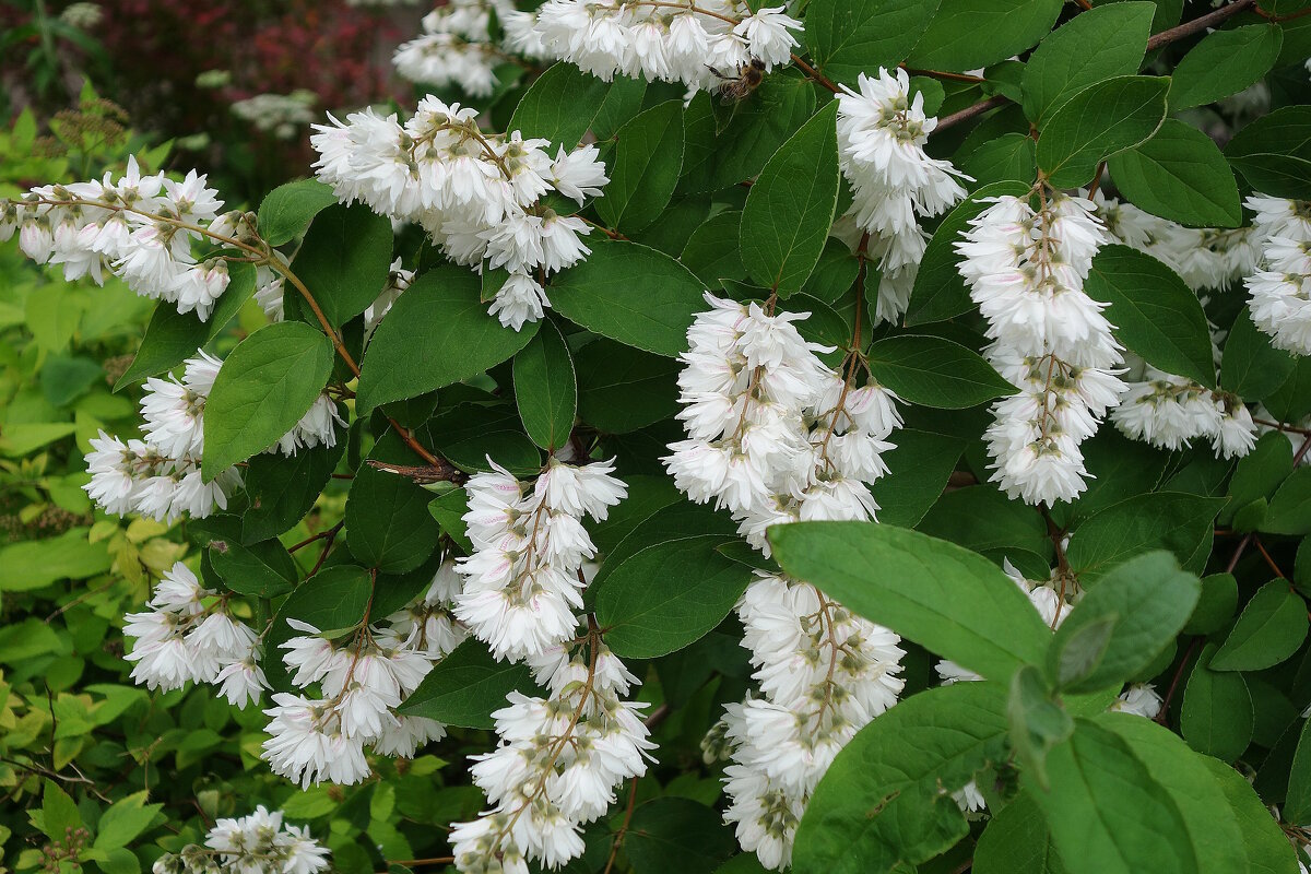 Дейция - Рита Симонова