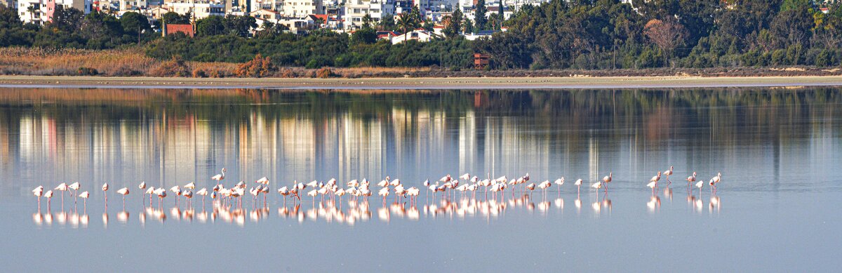 Фламинго - Oleg4618 Шутченко