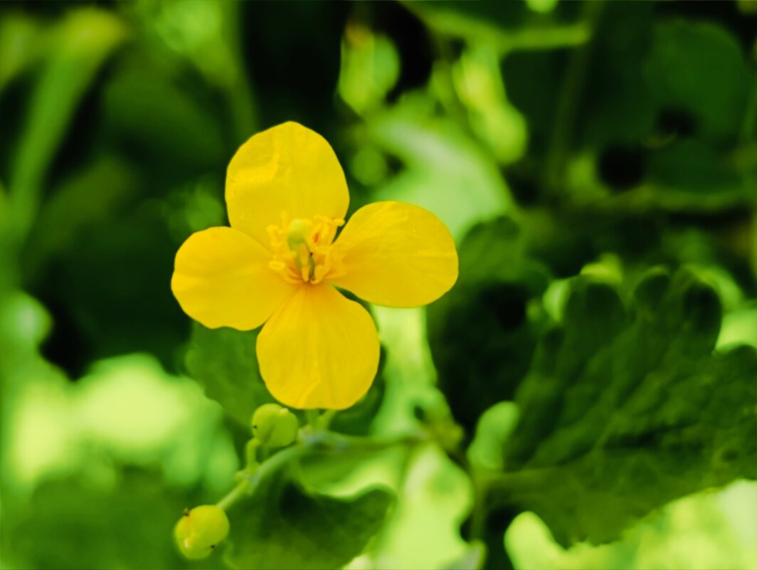 Цветок летний - Юлия Кучеренко