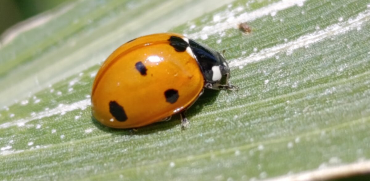 Божья коровка - Юлия Кучеренко