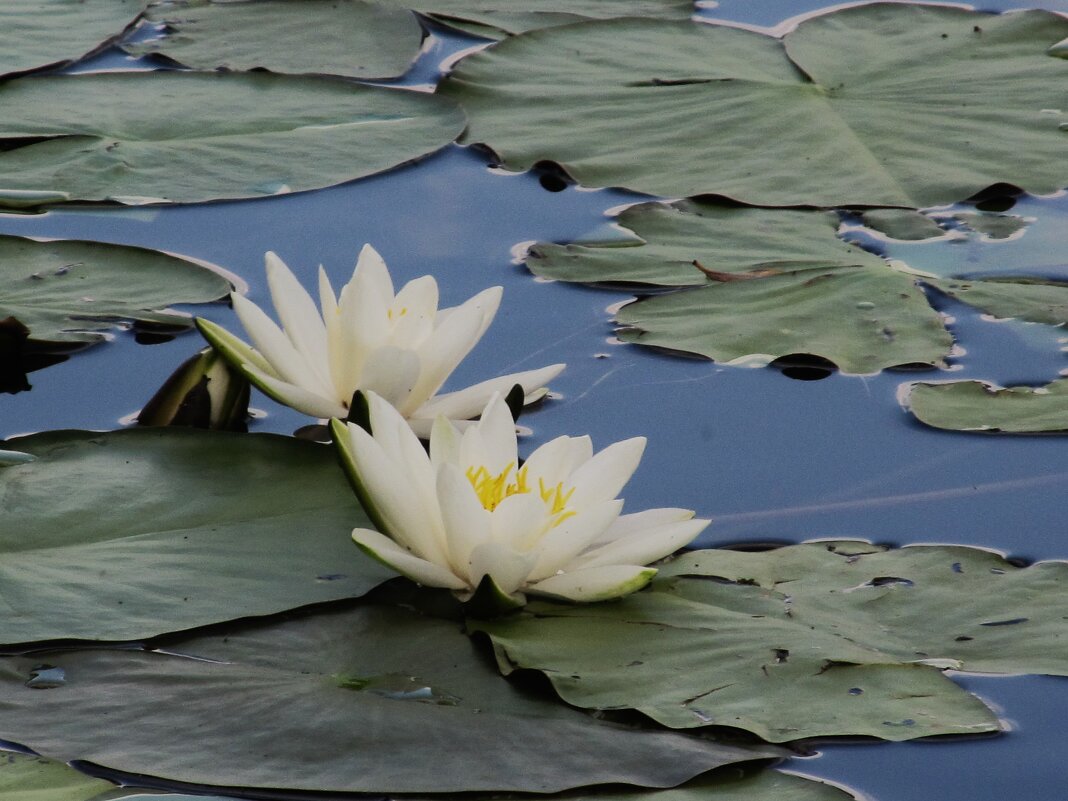 Усманка , Воронеж , чудесная окраина - Елена Шаламова