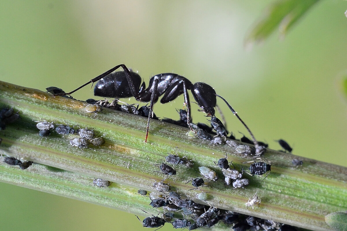 Нянька - Геннадий Супрун