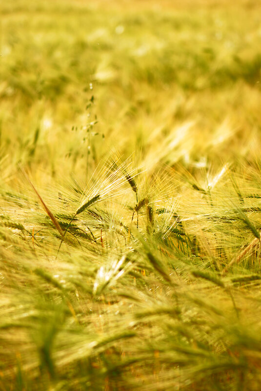 *** - Яна Горбунова