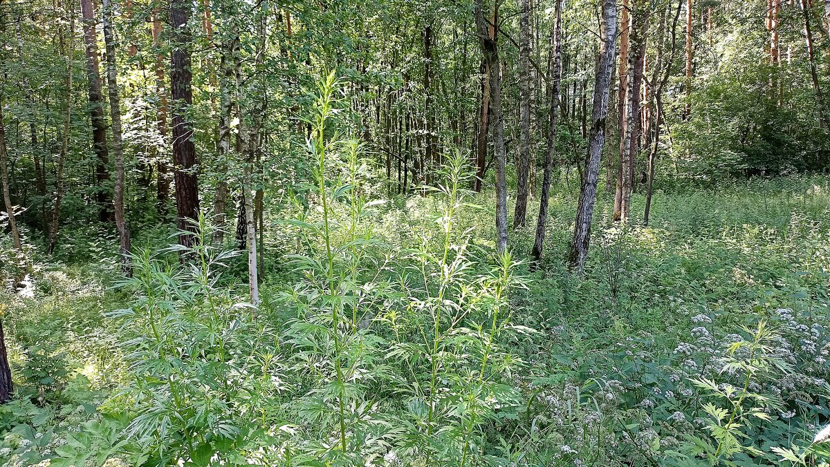 Лето. Травы... - Татьяна Тюменка