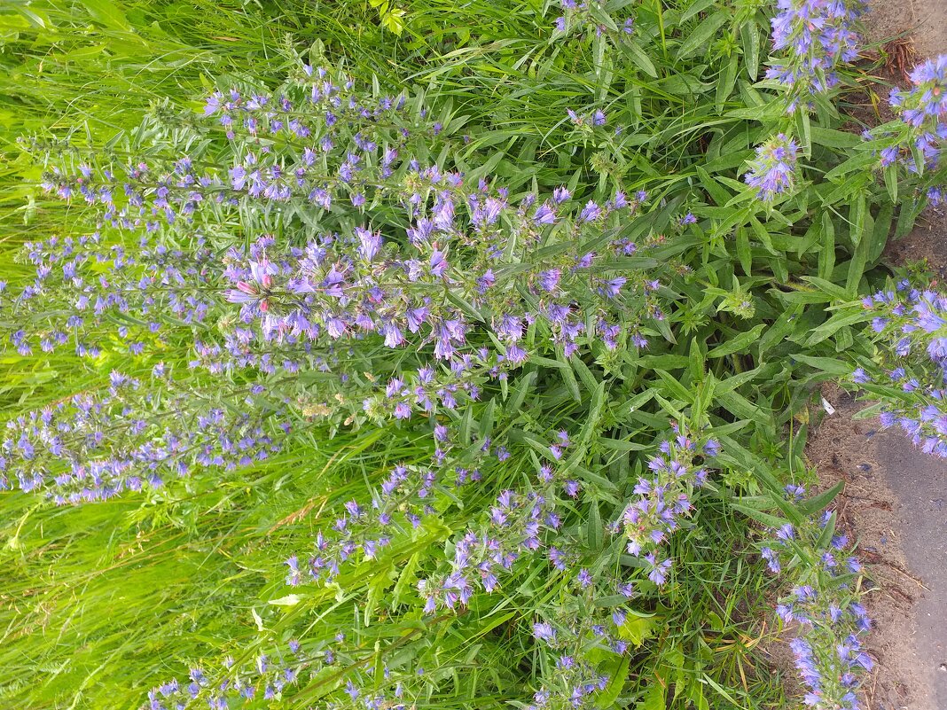 сорняки у дороги - Галина Флора